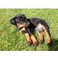 Deutscher Jagdterrier Welpen - Rüde