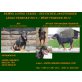 Deutscher Jagdterrier Welpen - Rüde