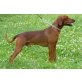 Deutscher Pinscher - Rüde