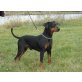 Deutscher Pinscher - Rüde