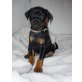 Deutscher Pinscher - Rüde