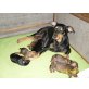 Deutscher Pinscher Welpen - Hündin