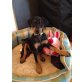 Deutscher Pinscher Welpen - Hündin