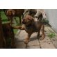 Deutscher Pinscher Welpen - Hündin