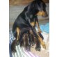 Deutscher Pinscher Welpen - Rüde