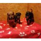 Deutscher Pinscher Welpen - Rüde