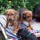 Deutscher Pinscher Welpen - Rüde