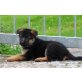 Deutscher Schäferhund Brauner langhaariger Schlag Welpen - Rüde