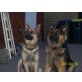 Deutscher Schäferhund Brauner langhaariger Schlag Welpen - Rüde