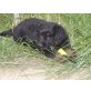 Deutscher Schäferhund Brauner langhaariger Schlag Welpen - Rüde