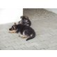 Deutscher Schäferhund Brauner langhaariger Schlag Welpen - Rüde