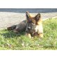 Deutscher Schäferhund Cremefarbener langhaariger Schlag Welpen - Rüde