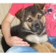 Deutscher Schäferhund, Deutscher Schäferhund - Hündin