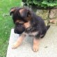 Deutscher Schäferhund, Deutscher Schäferhund - Rüde