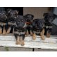 Deutscher Schäferhund, Deutscher Schäferhund - Rüde