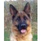 Deutscher Schäferhund - Hündin