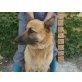 Deutscher Schäferhund - Hündin