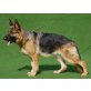 Deutscher Schäferhund - Hündin
