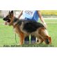 Deutscher Schäferhund - Hündin