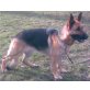 Deutscher Schäferhund - Hündin