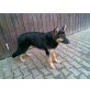 Deutscher Schäferhund - Hündin