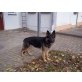 Deutscher Schäferhund - Hündin