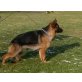 Deutscher Schäferhund - Hündin