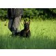 Deutscher Schäferhund - Hündin