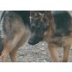 Deutscher Schäferhund - Hündin