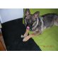 Deutscher Schäferhund - Hündin