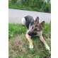 Deutscher Schäferhund - Hündin