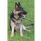 Deutscher Schäferhund - Hündin