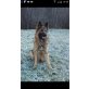 Deutscher Schäferhund - Hündin