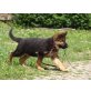 Deutscher Schäferhund - Hündin