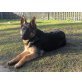 Deutscher Schäferhund - Hündin
