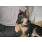 Deutscher Schäferhund - Hündin
