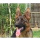 Deutscher Schäferhund - Hündin