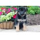 Deutscher Schäferhund - Hündin