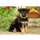 Deutscher Schäferhund - Hündin