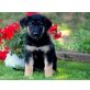 Deutscher Schäferhund - Hündin