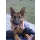 Deutscher Schäferhund - Hündin