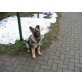 Deutscher Schäferhund - Hündin