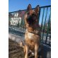 Deutscher Schäferhund - Hündin