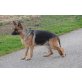 Deutscher Schäferhund - Hündin