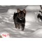 Deutscher Schäferhund - Hündin