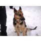 Deutscher Schäferhund - Hündin