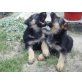 Deutscher Schäferhund - Rüde