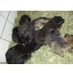 Deutscher Schäferhund - Rüde