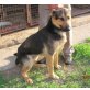 Deutscher Schäferhund - Rüde