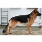Deutscher Schäferhund - Rüde